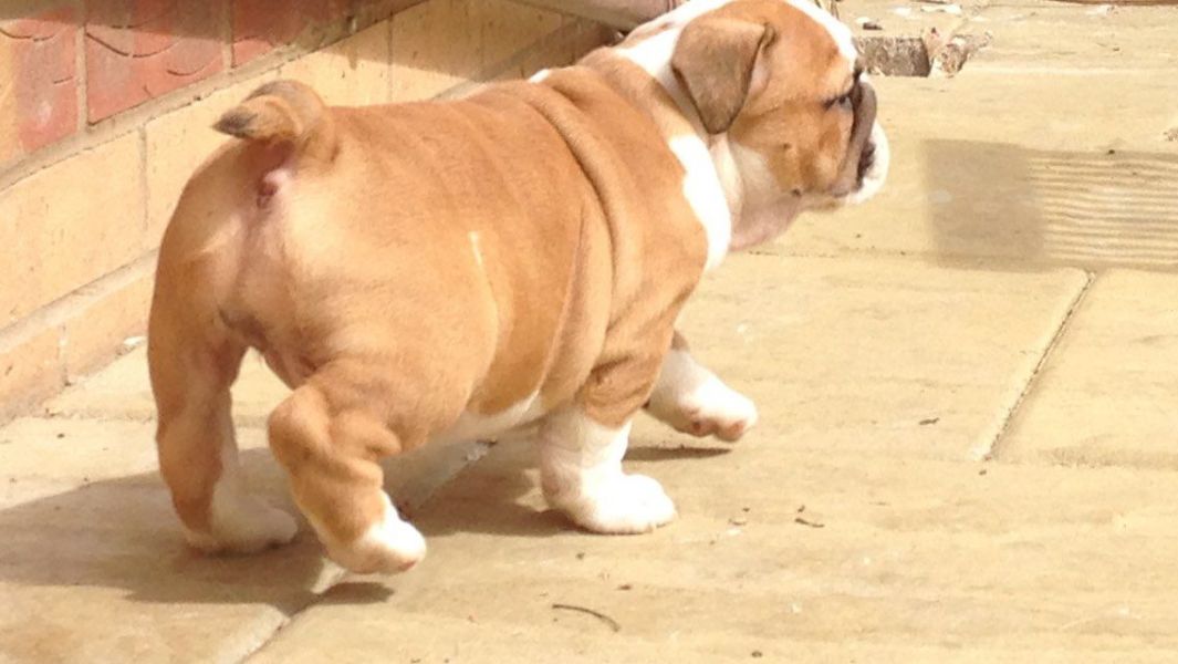 Smart CKC Register British Bulldog Puppies 