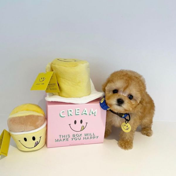 Sweet Toy Poodle puppies for adoption