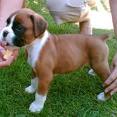 nice and well trained boxer puppy ready for adoption now . please contact now for details . 