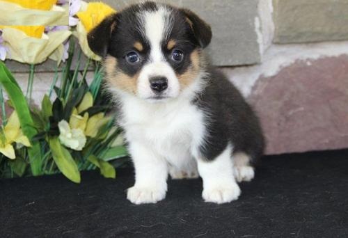   Top quality Pembroke Welsh Corgi Puppies for adption