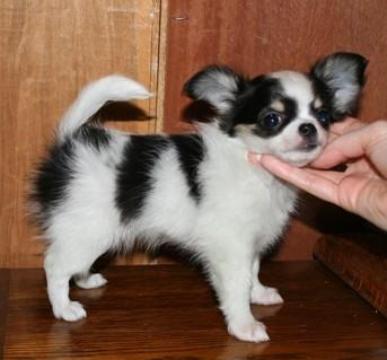 chihuahua puppies for adoption 