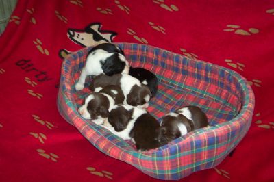 English Springer Spaniels