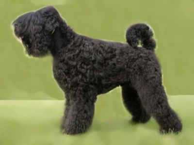 Black Russian Terrier