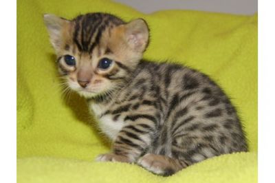 Bengal Kittens, TICA registered.