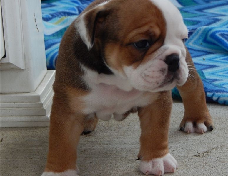 Smart CKC Register British Bulldog Puppies 