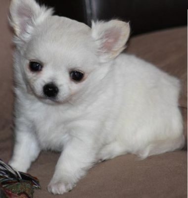 Cute Tiny Tcup Chihuahua puppies for adoption 