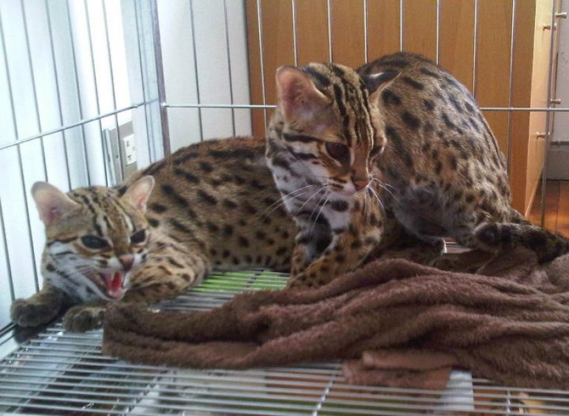 Well Tamed Cheetah Cubs, Cougar Cubs, Jaguar Cubs,leopard Cubs,black Panther Babies,lion Cubs, Siber