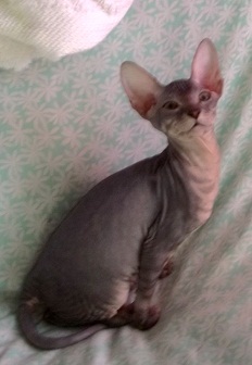 HAIRLESS Don Spyhnx and Peterbald KITTENS