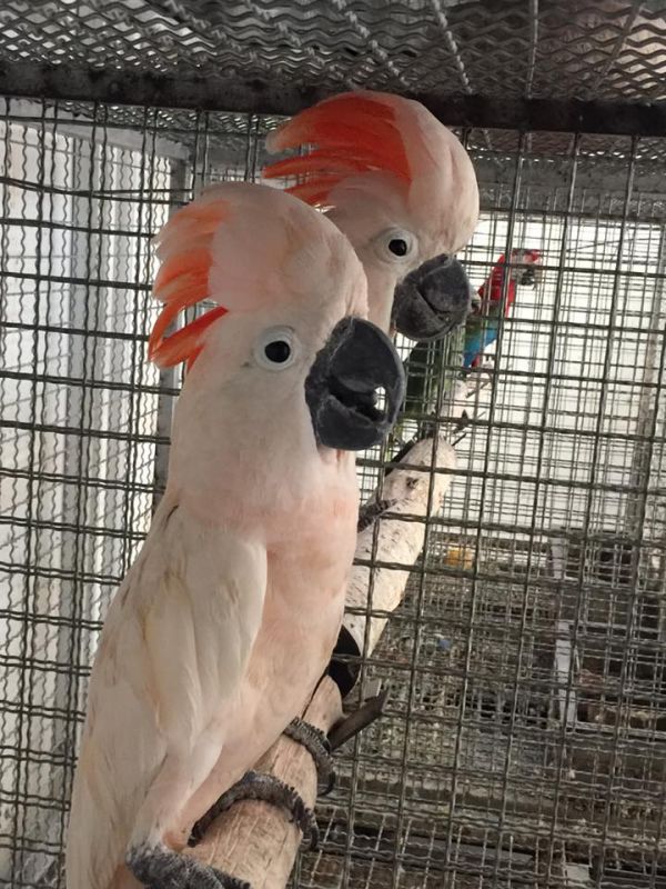 Hand fed, tamed, trained babies and adults parrots and fertilized eggs for sale.
