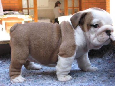 AKC REGISTERED ENGLISH BULLDOG PUPPIES FOR FREE RE HOMING