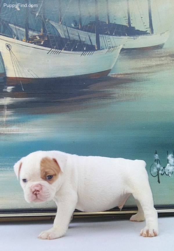 Cute English bulldog puppies ready 