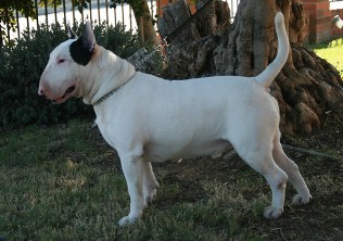 Magnificent Multi color Miniature bull terrier puppies great pedigre.