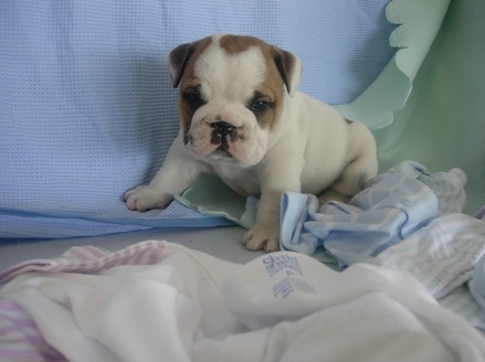 Adorable English Bulldog Puppies