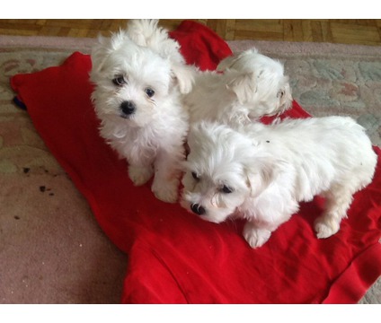 Registered Teacup Maltese Puppies for sale