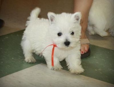 White West highland Terrier puppies for all 