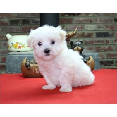 beautiful AKC registered teacup Maltese pupps for adoption