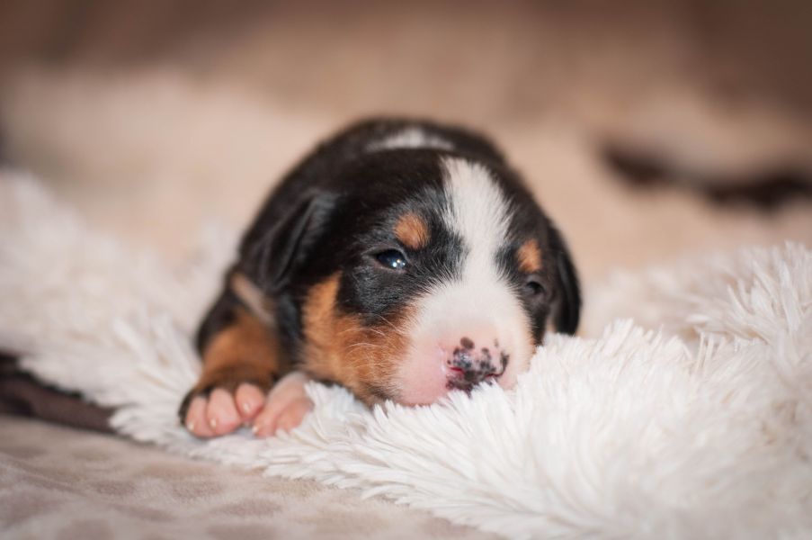 Appenzeller mountain dog excellent puppies