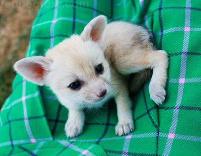 Well Tamed Cheetah cubs, Tiger Cubs and Fennec Fox For Sale