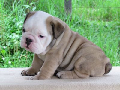 MALE AND FEMALE ENGLISH BULLDOG PUPPIES 
