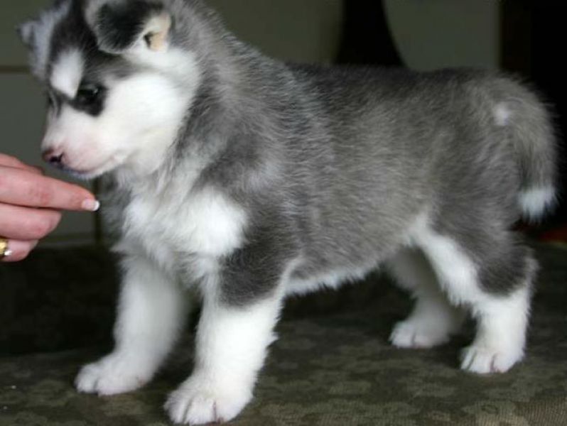 Geous Siberian Husky Puppies 