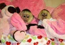 Free Cuties Babies Capuchin Monkeys