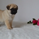 pug puppy looking for new home