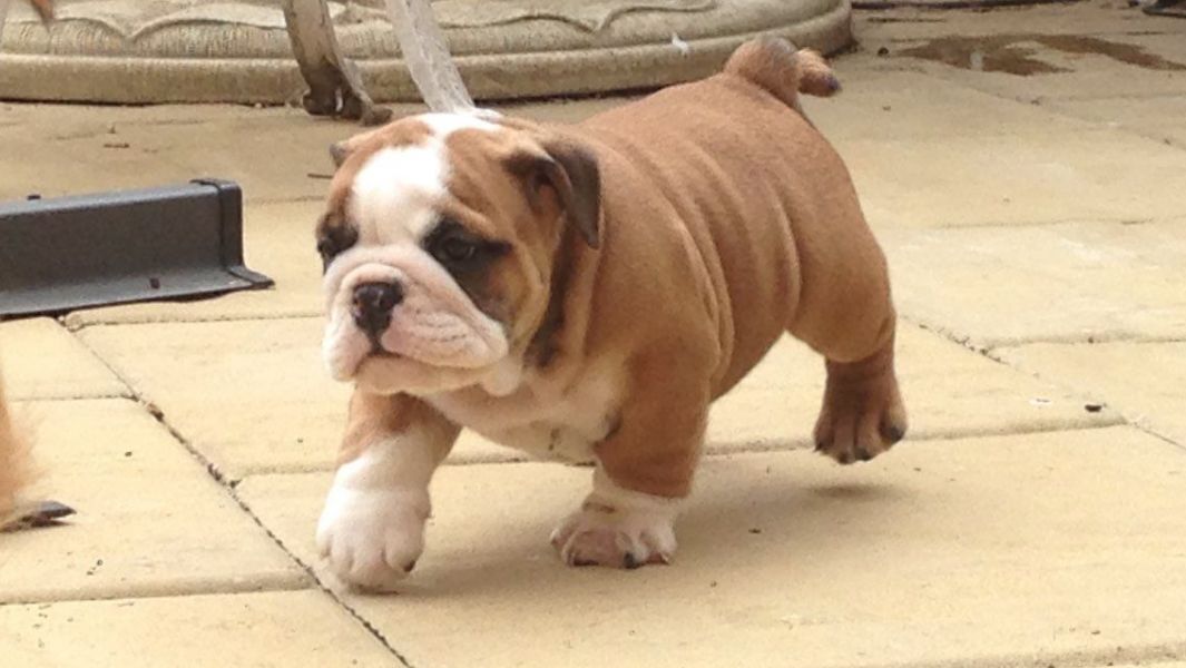 Smart CKC Register British Bulldog Puppies 