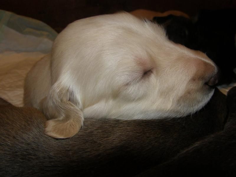Afghan hound puppies for sale
