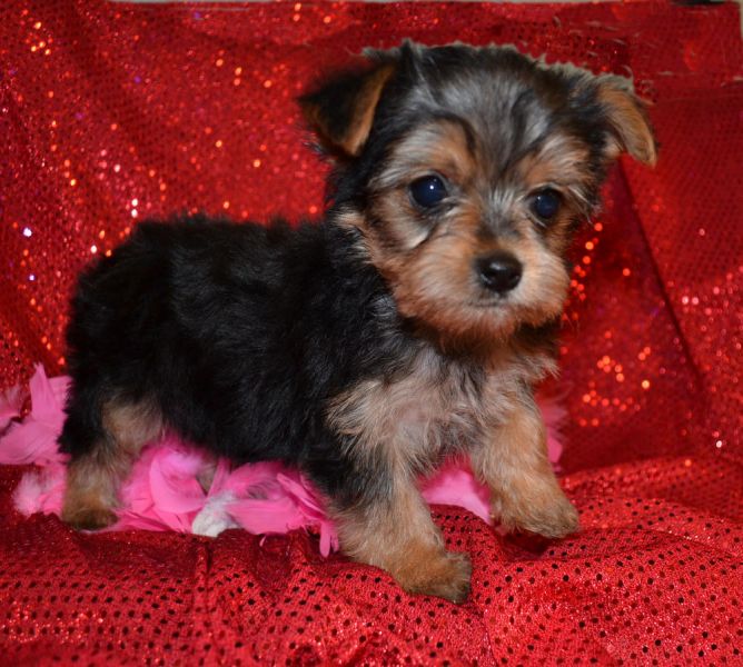 Xmas teacup yorkie puppies for adoption