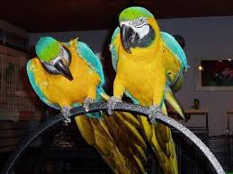 Blue and gold macaw parrots