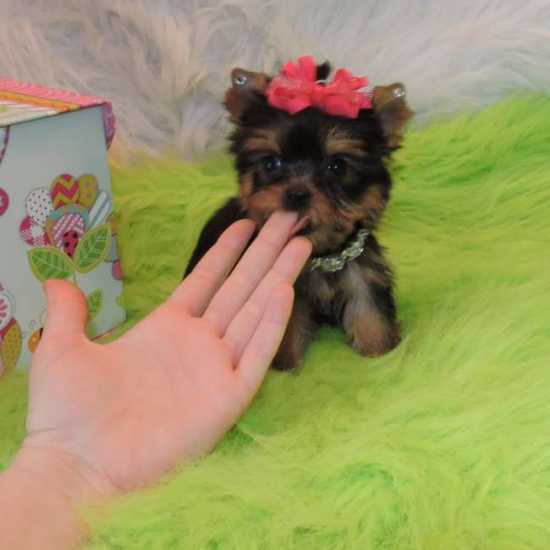 Baby Adorable Yorkie Puppies For Adoption.
