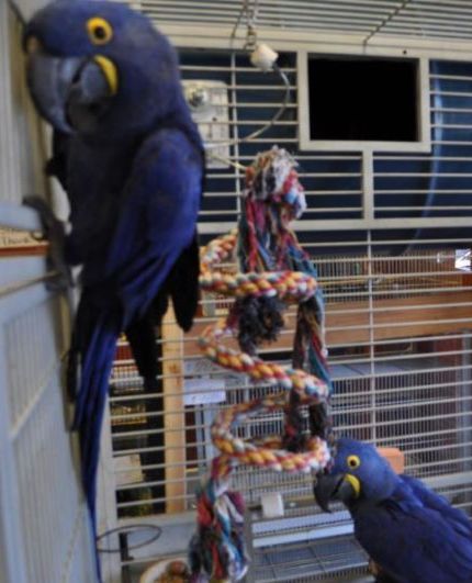 Pair Hyacinth macaw babies