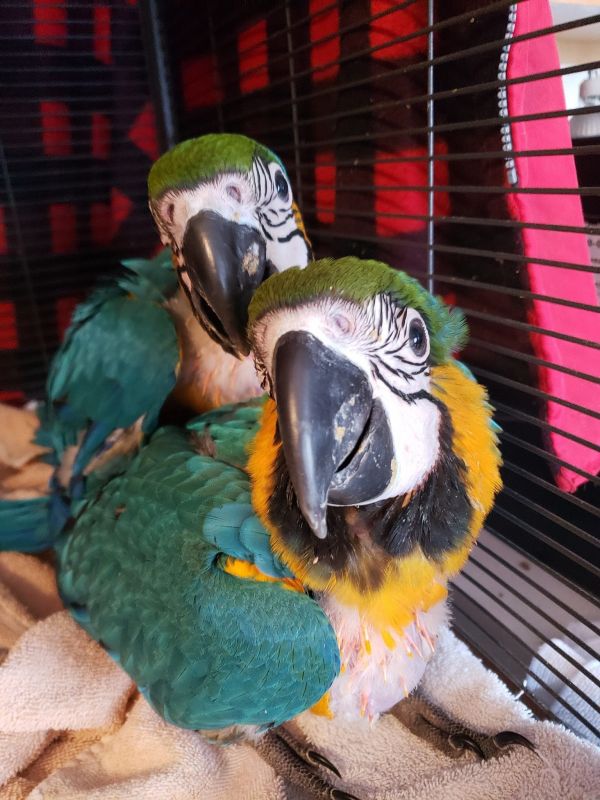 Axis & Max ara arouana macaw male and female 7 months old for rehoming.