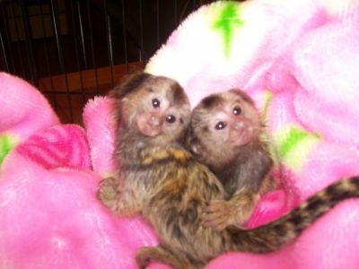 Twin Pygmy Marmosets Monkeys For RE-HOMING