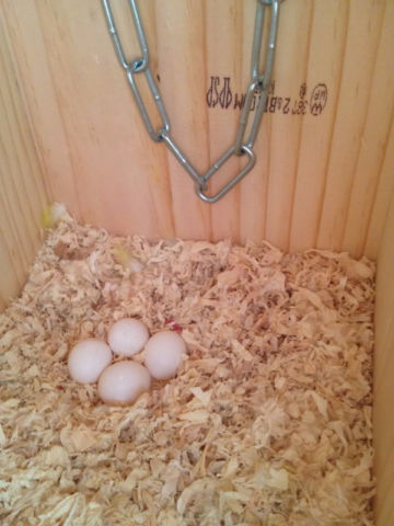 Hand fed, tamed, trained babies and adults parrots and fertilized eggs for sale.