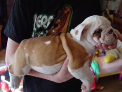 Amazing And Loving English bulldog puppies for adoption