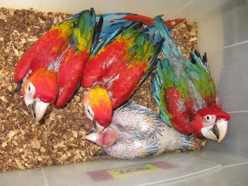  Top Quality Pet Parrot Birds on sale