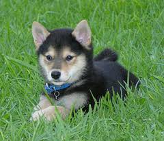 cutes shiba inu puppies for a new home