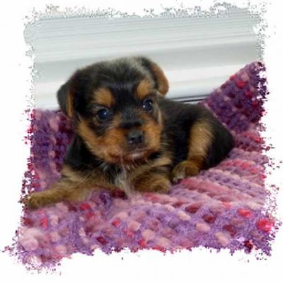 Tiny Yorkshire Terrier Puppies
