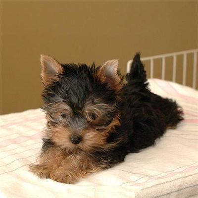 12 Weeks Female Yorkie Puppy for Adoption
