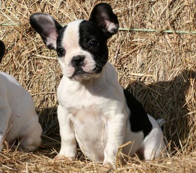 french bulldog puppy  for sale 