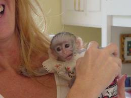 Adorable Capuchin Monkeys For Free Adoption