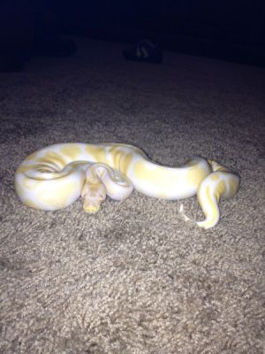 albino and piebald ball pythons for adoption