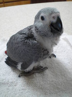 African grey parrots and parrot chicks for sale