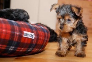 Gorgeous Yorkie Puppies Available For Any Good Homes