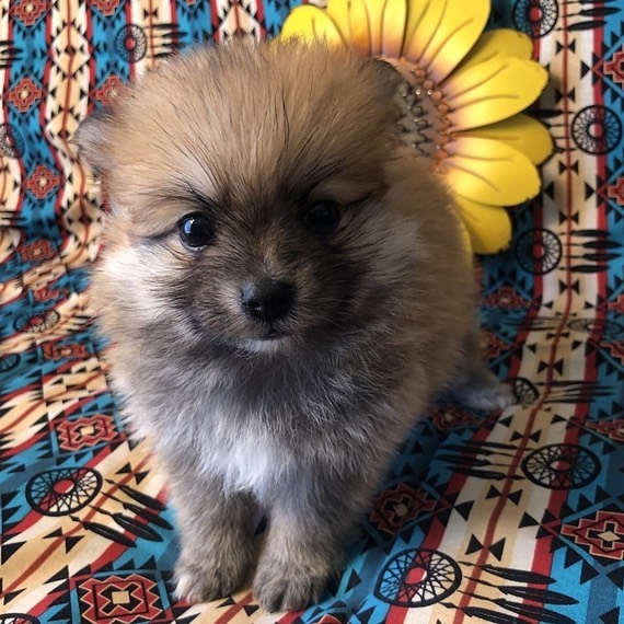 Gorgeous Pomeranian puppies