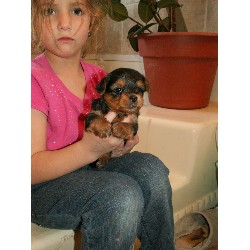2 TEA CUP YORKIE PUPPIES FOR XMAS cONTACT adams_tse@yahoo.com