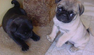 Black and Fawn Pug puppies 4 Good homes