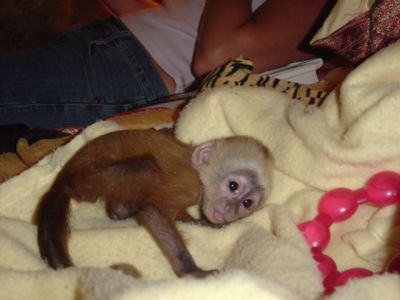 capuchin mankey for sale