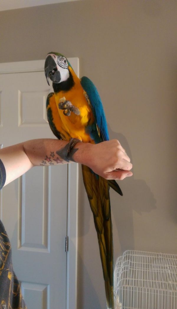 Excellent Talking DNA Registered Macaws Parrots for Sale